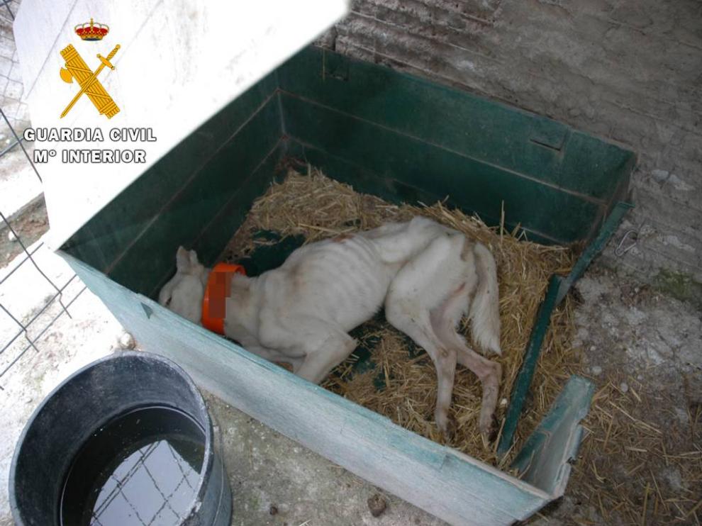 El Seprona halló el cadáver de un perro en la finca