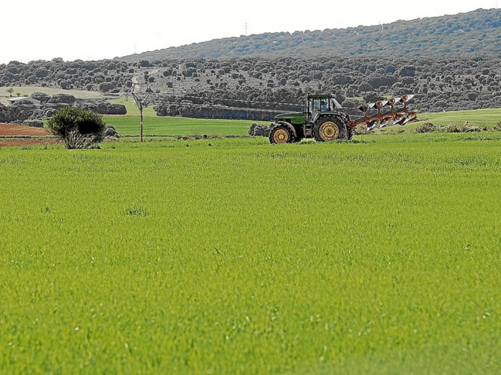 Campo de cereal de la zona de Alconaba