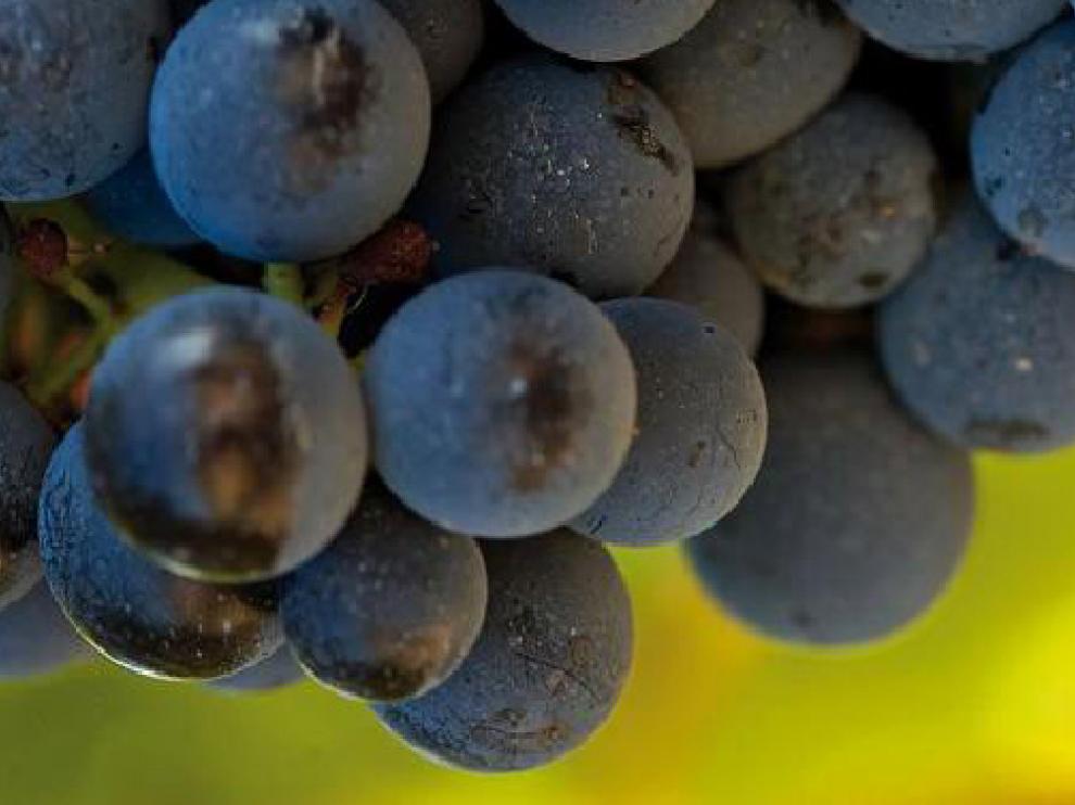 Los vinos de Garnacha, en la Universidad.