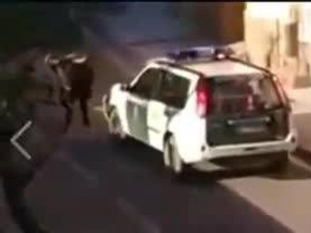 El toro sembró el pánico entre los vecinos