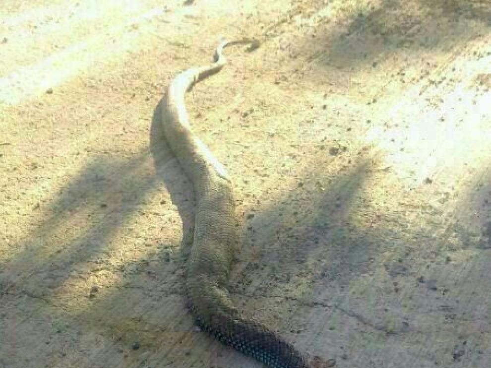 El ejemplar apareció en las inmediaciones de la Universidad San Jorge en Villanueva de Gállego