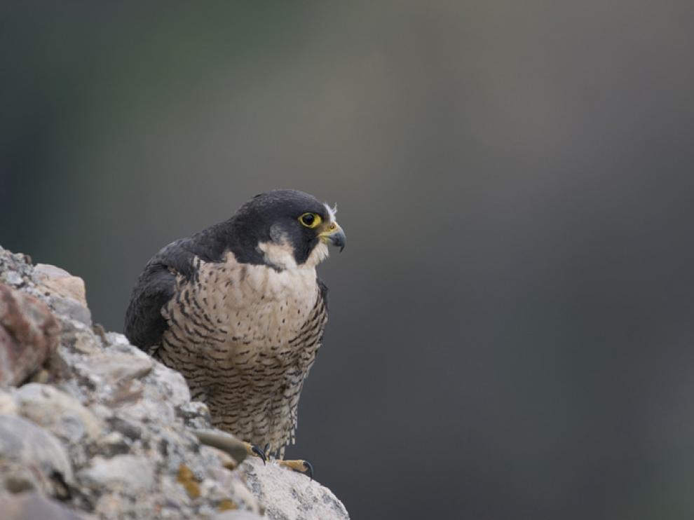 Imagen de archivo de un halcón peregrino