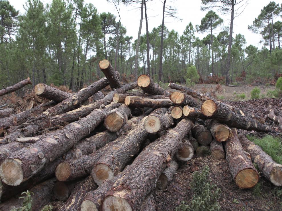 La comunidad genera unas 600.000 toneladas de biomasa forestal cada año.