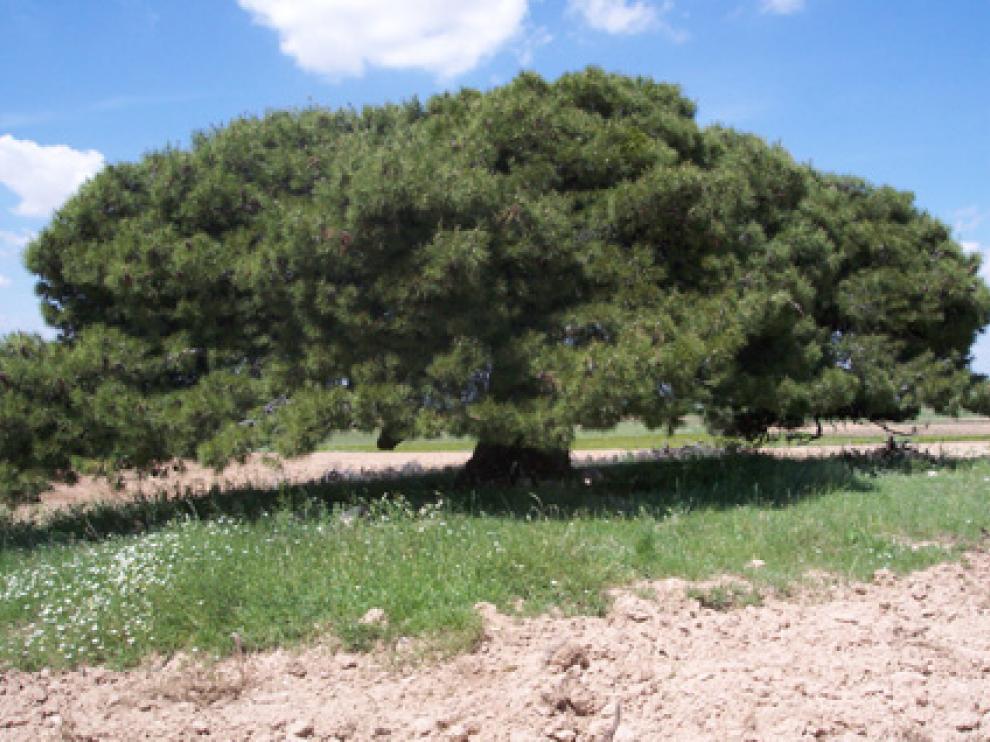 Pino Pindera en Villanueva de Huerva