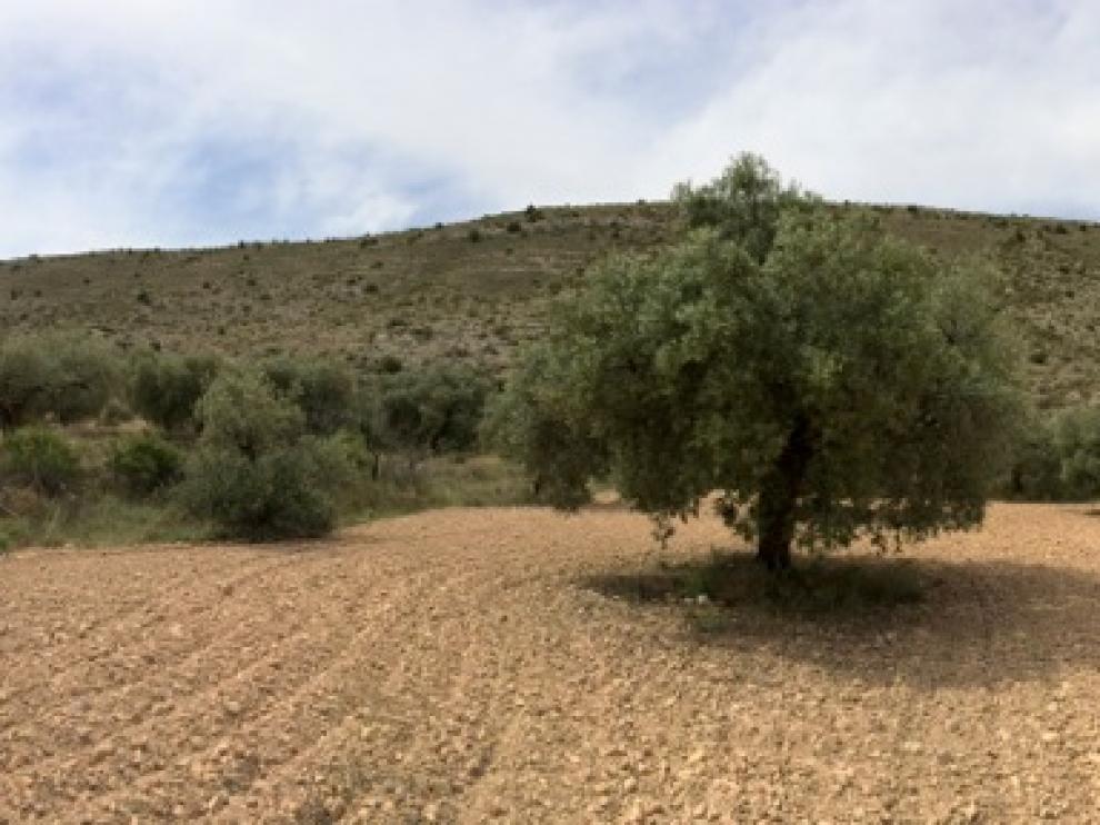 Los olivos han sido uno de los cultivos más afectados en 2014