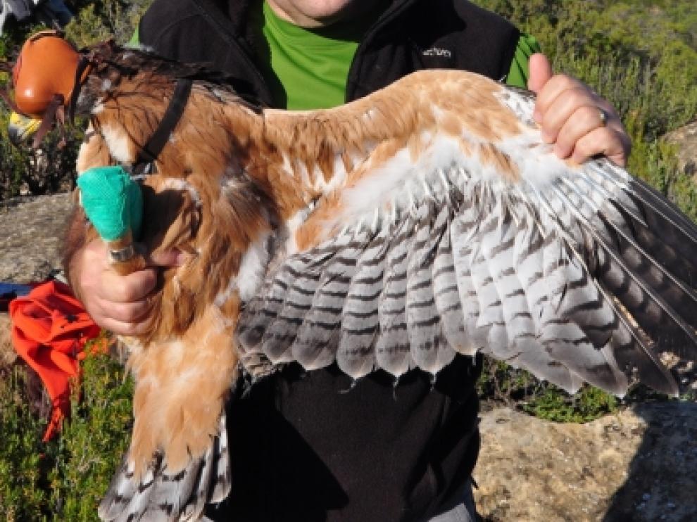 Ejemplares de águila azor marcados