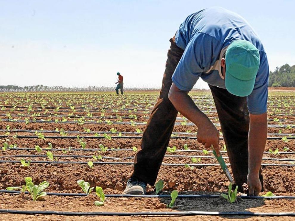 Agricultor en el regadío de Olmillos.