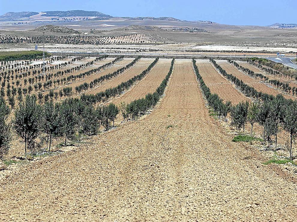 La mayoría de las aceitunas se destinan a la producción de aceite