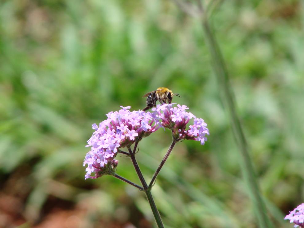 La dispersión de polen obliga a las abejas al contacto directo con la neurotoxina