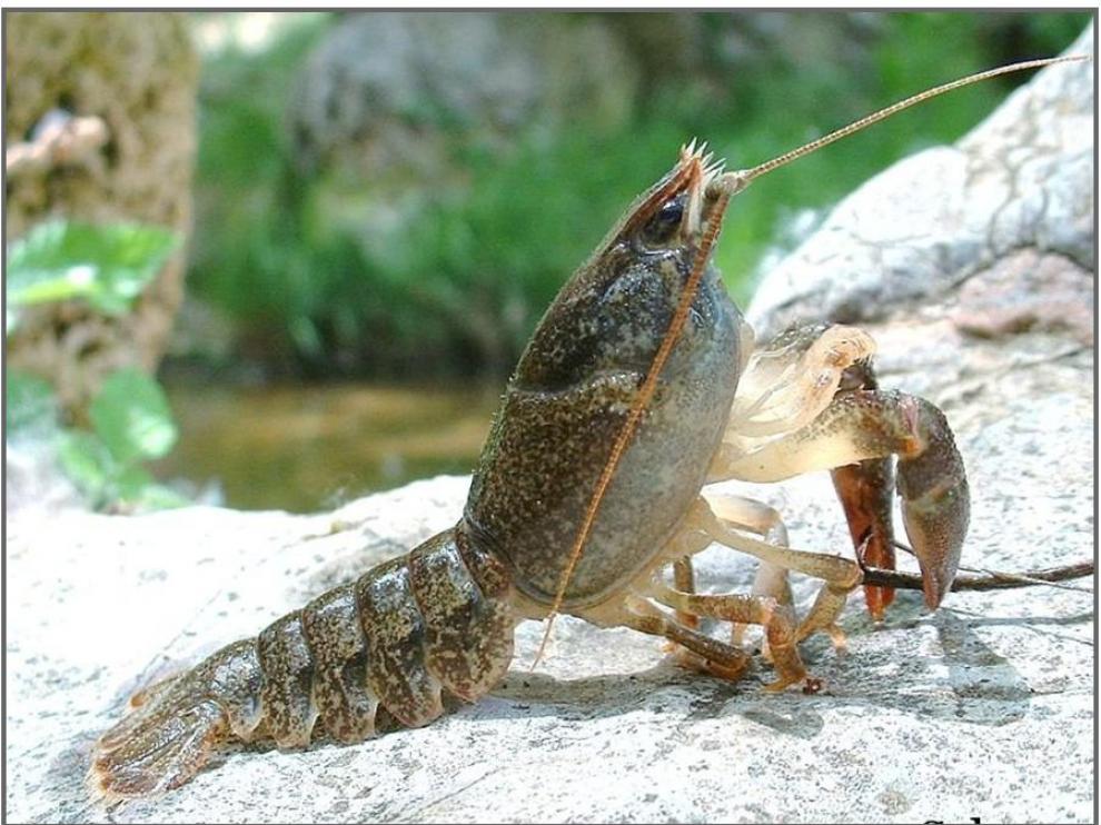 El cangrejo de río es una especie autóctona de Aragón en peligro de extinción