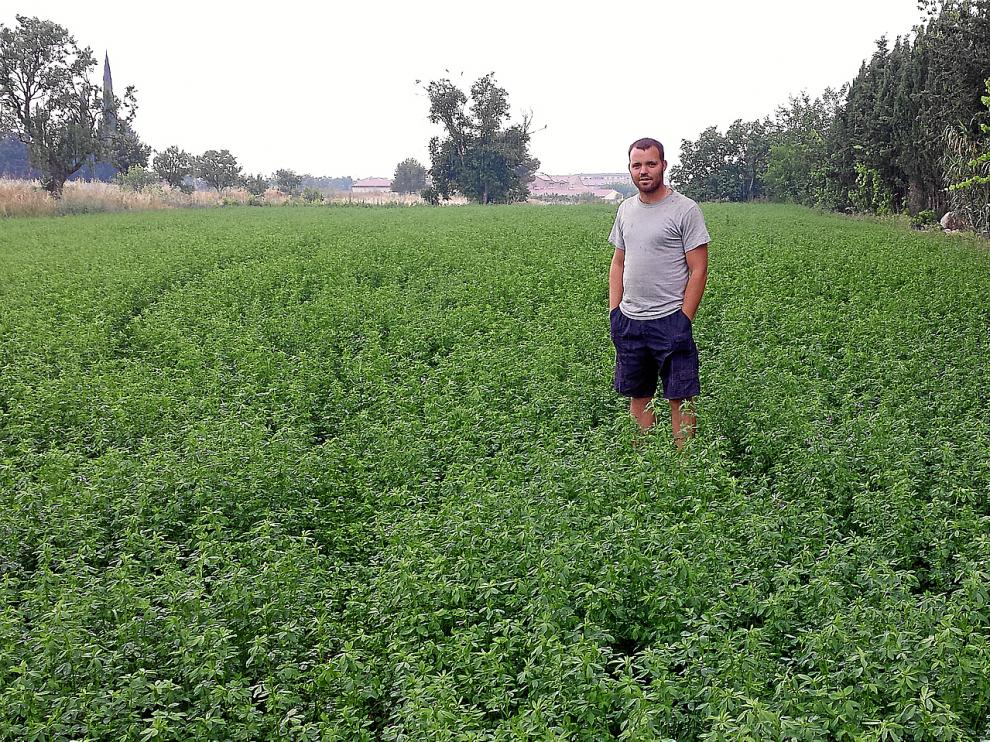 Ángel Forcada, joven agricultor de 27 años, en los campos de alfalfa que cultiva en la localidad zaragozana de San Mateo de Gállego