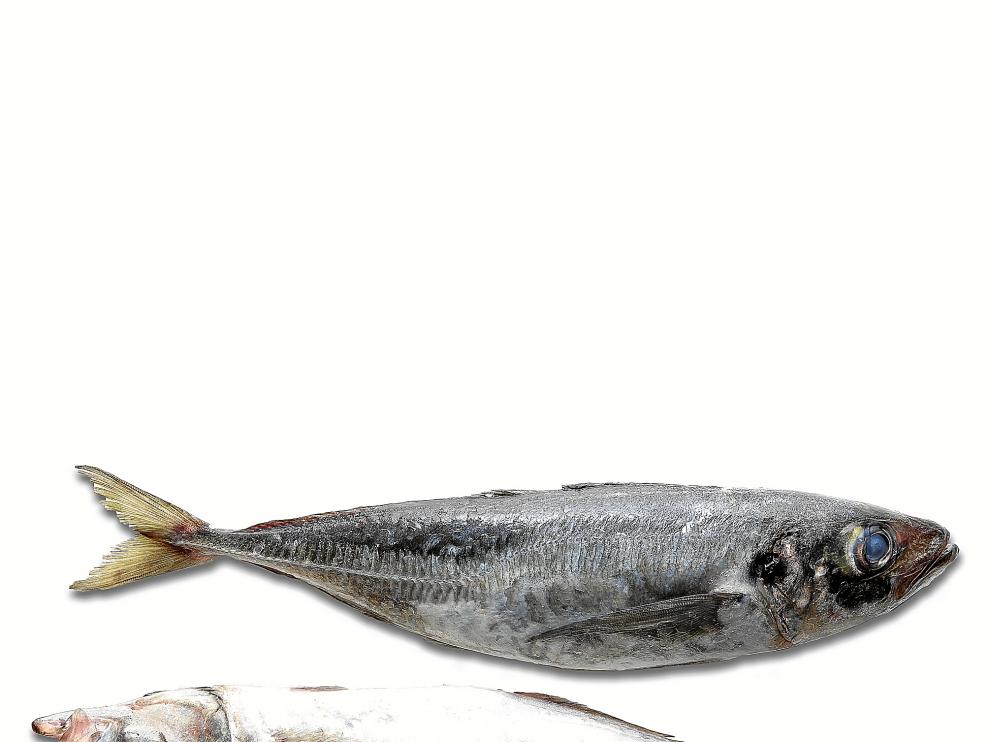 Chicharro, un pescado de los más ricos en Omega 3