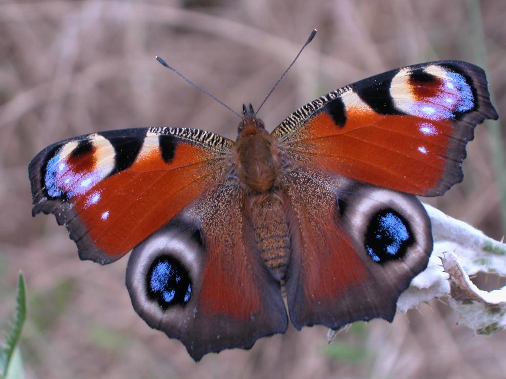 Mariposa ojo de pavo real.