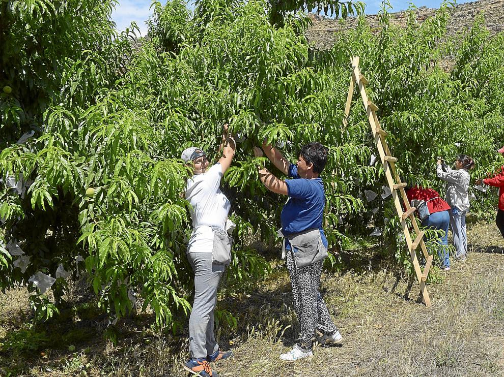Un grupo de temporeras trabaja en el embolsado del melocotón en una finca de Valmuel.