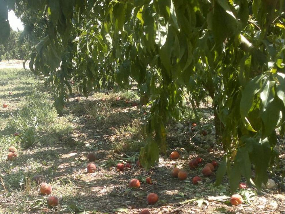 La fruta que no se considera perfecta se deja en el suelo