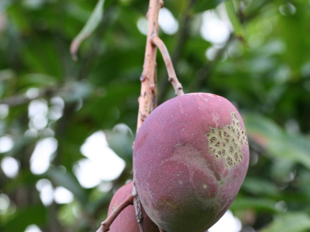 El mango es un excelente antitusivo, expectorante y ayuda a combatir la tos seca