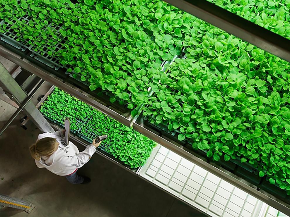 Un trabajador en una plantación de tabaco usada para la elaboración del fármaco experimental para tratar el virus del ébola.