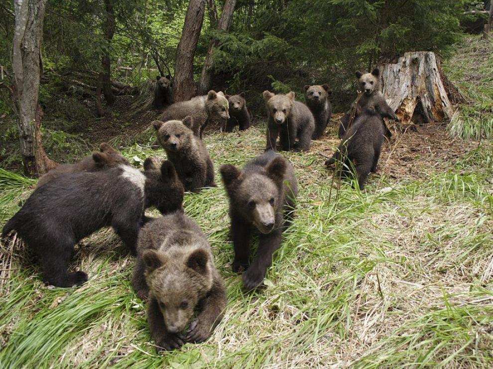 Oseznos en un bosque de Rumanía