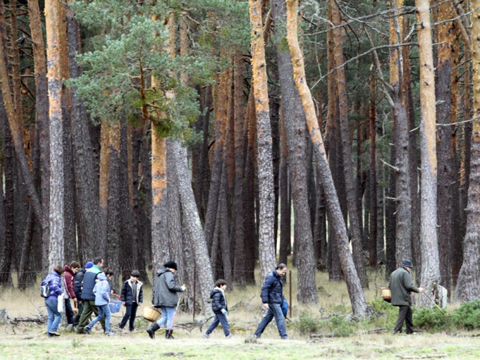 La micología es una de las actividades con más presencia en los montes de la provincia