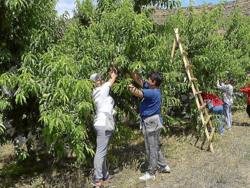 Un grupo de temporeras trabaja en el embolsado del melocotón en una finca de Valmuel