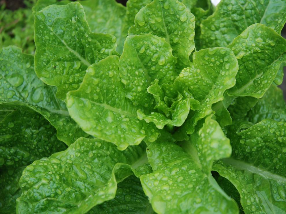Lechuga