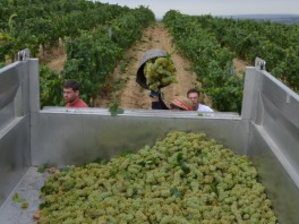 Recogida de las primeras uvas de chardonnay en los viñedos de Bodega Enate