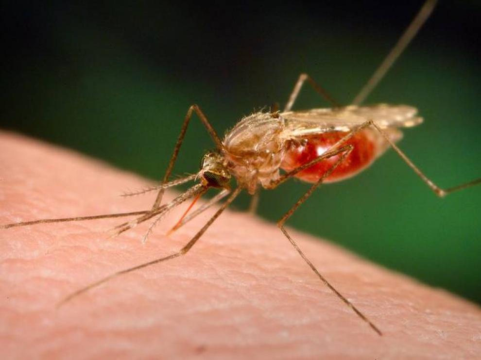 Mosquito malaria
