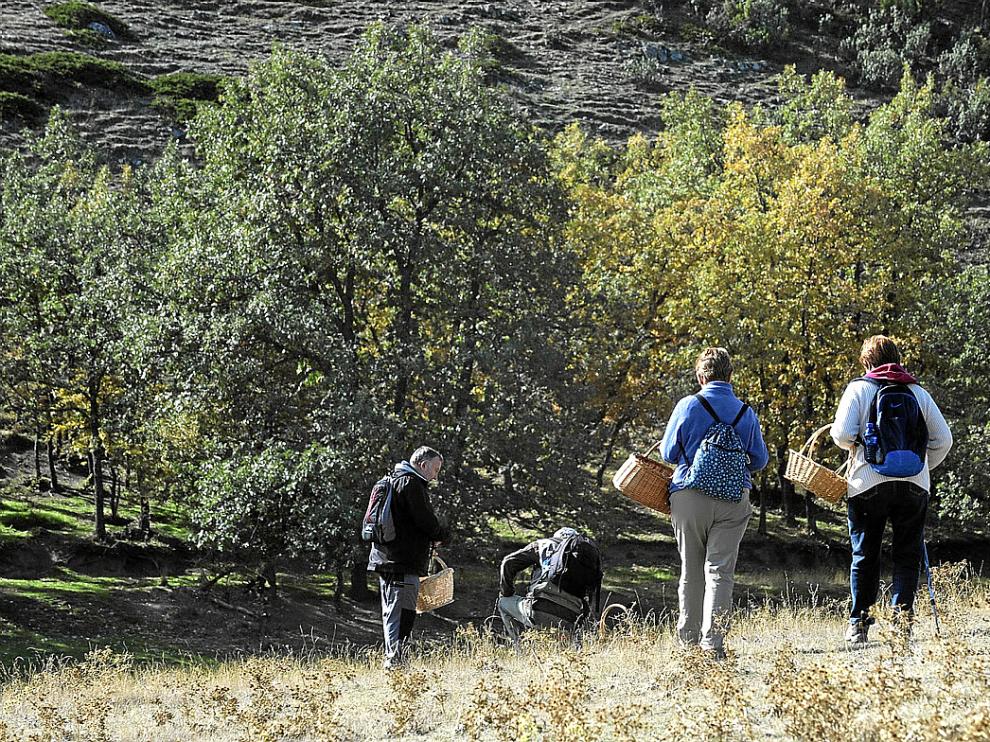 Recolectores de setas en Torres de Albarracín, en la campaña del año pasado.