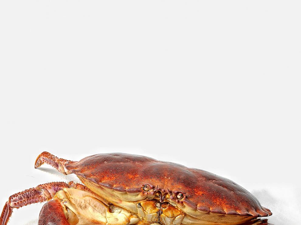 Buey de mar