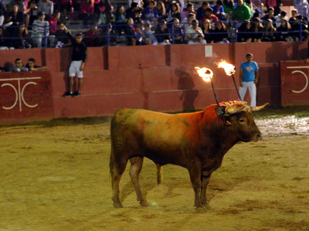 Imagen de archivo de un toro de ronda en la plaza de toros de Cariñena.