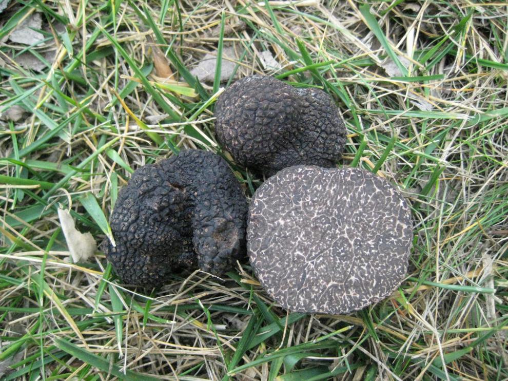 Ejemplares de trufa negra