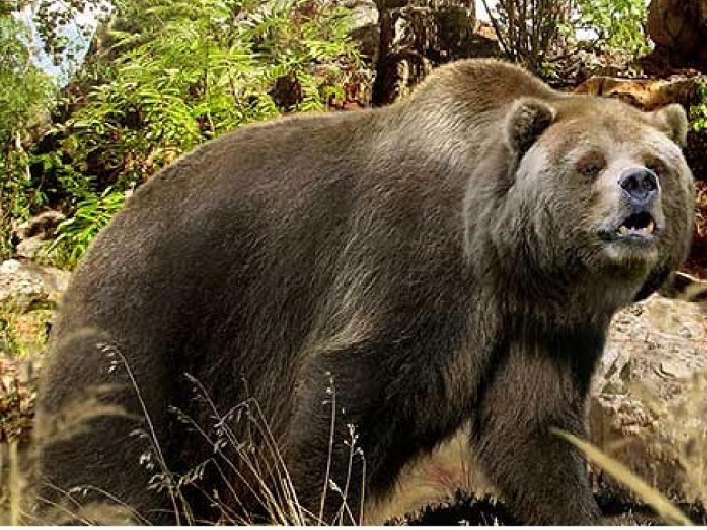 Reproducción del Ursus Deningeri