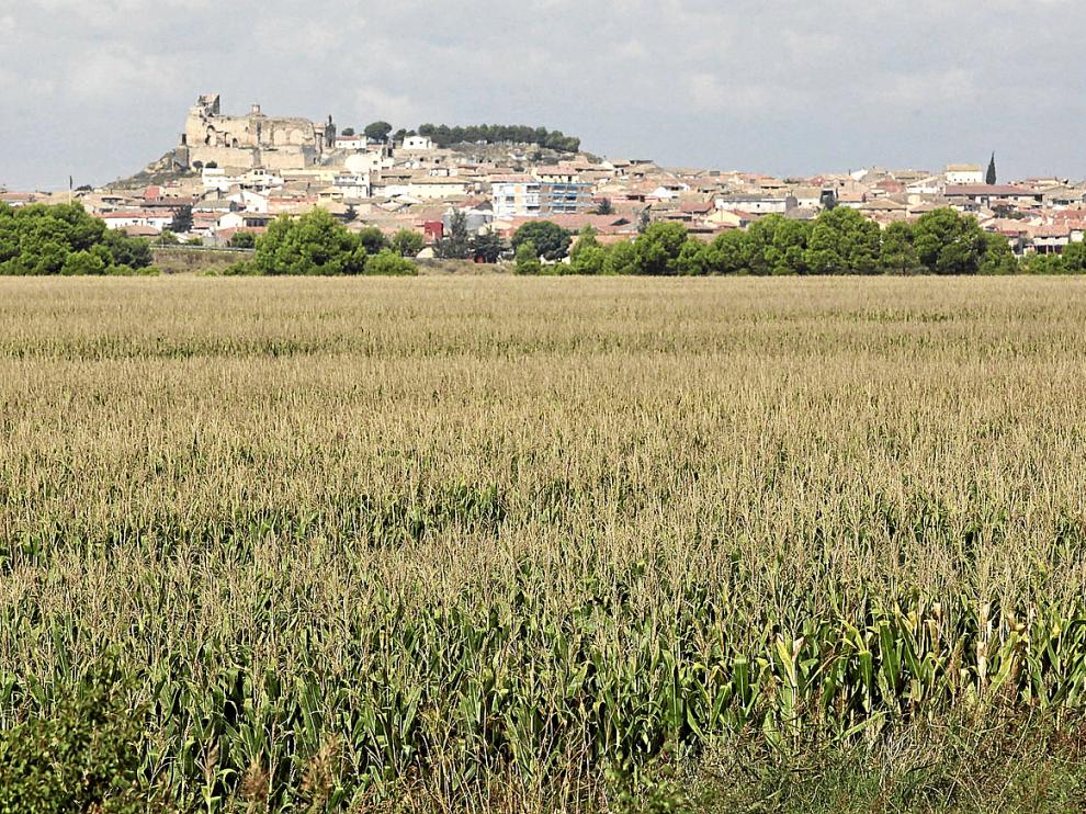 Campo de maíz de la pasada temporada