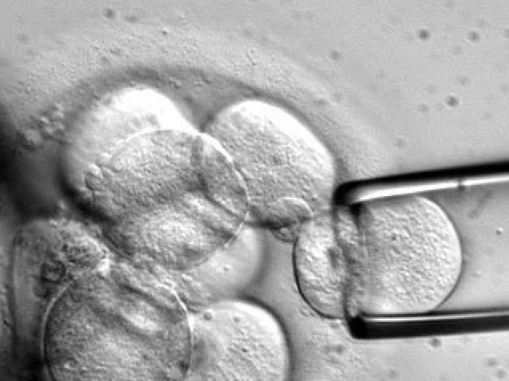 Células madre vistas a través del microscopio