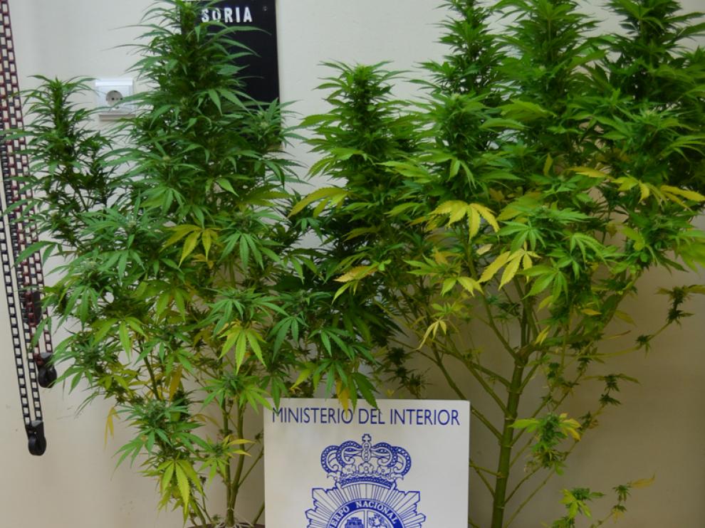 Droga y material intervenido en la operación policial