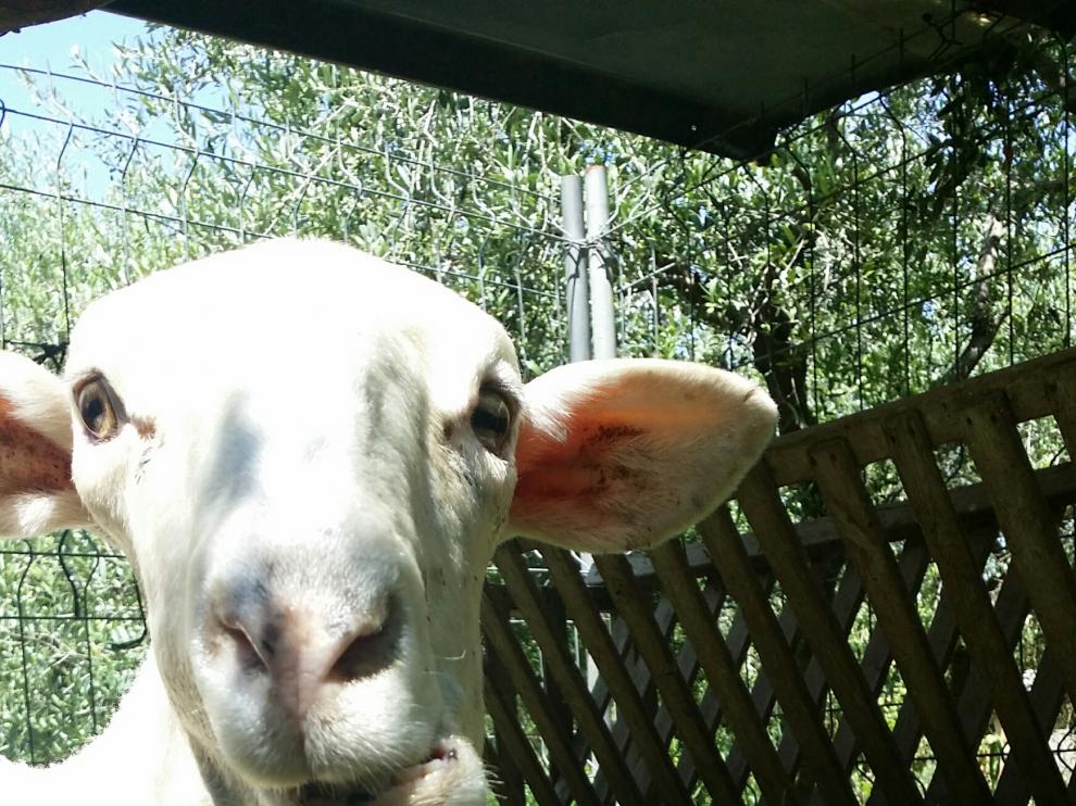 Clarita fue recogida de un campo en Huesca hace unas semanas aunque no logró sobrevivir