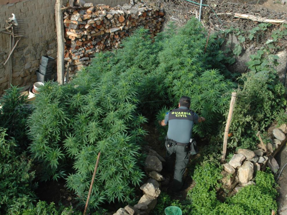 Una plantación de marihuana en una imagen de archivo