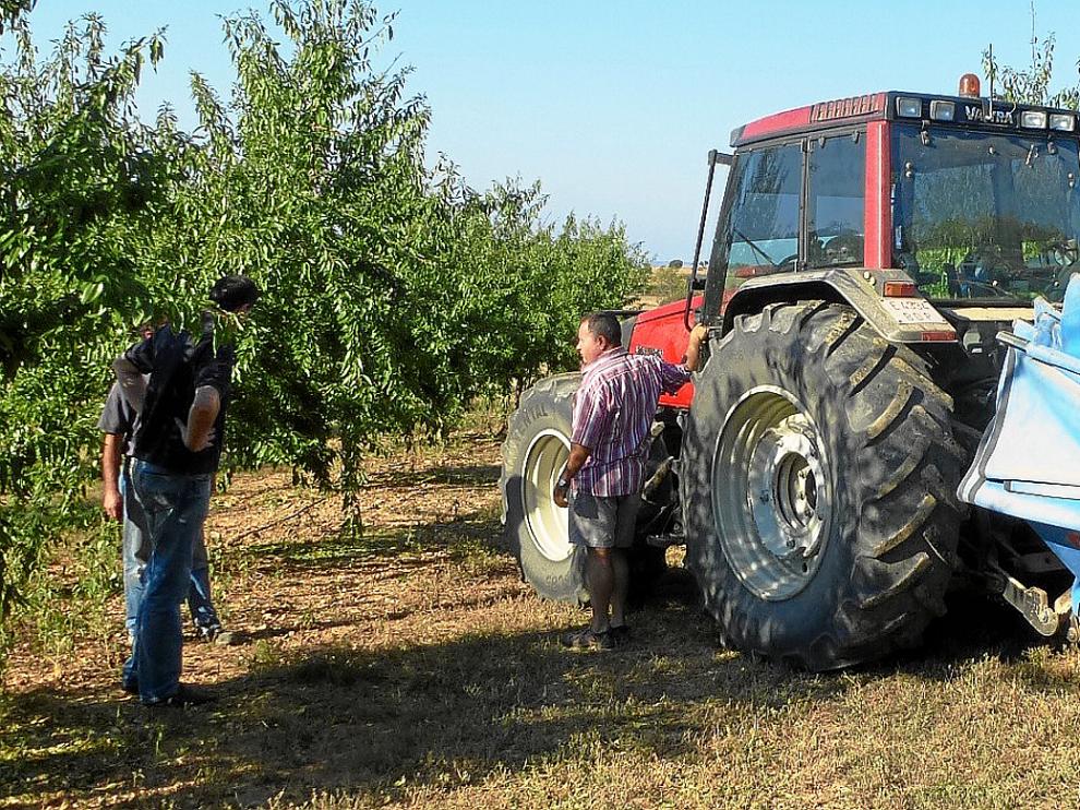 Recolección de almendra en Somontano, una de las mayores zonas productoras de la provincia