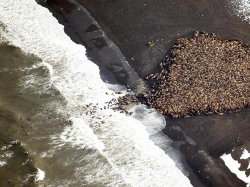 Las morsas varadas en Alaska