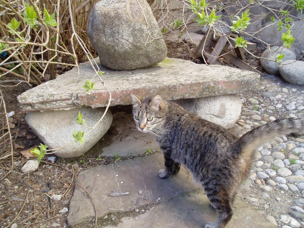 Gato callejero en Huesca
