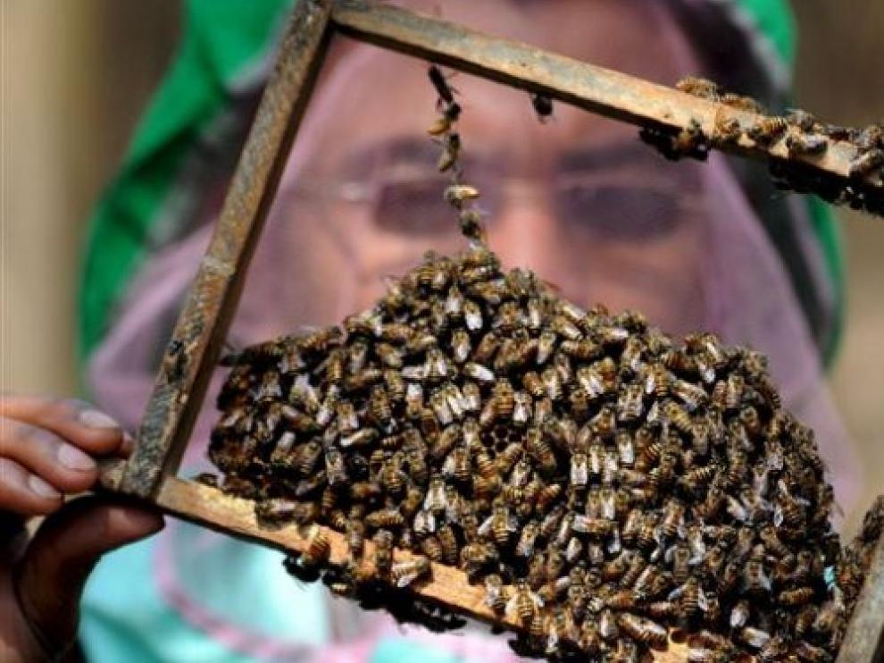 Un criador de abejas examina una colmena.