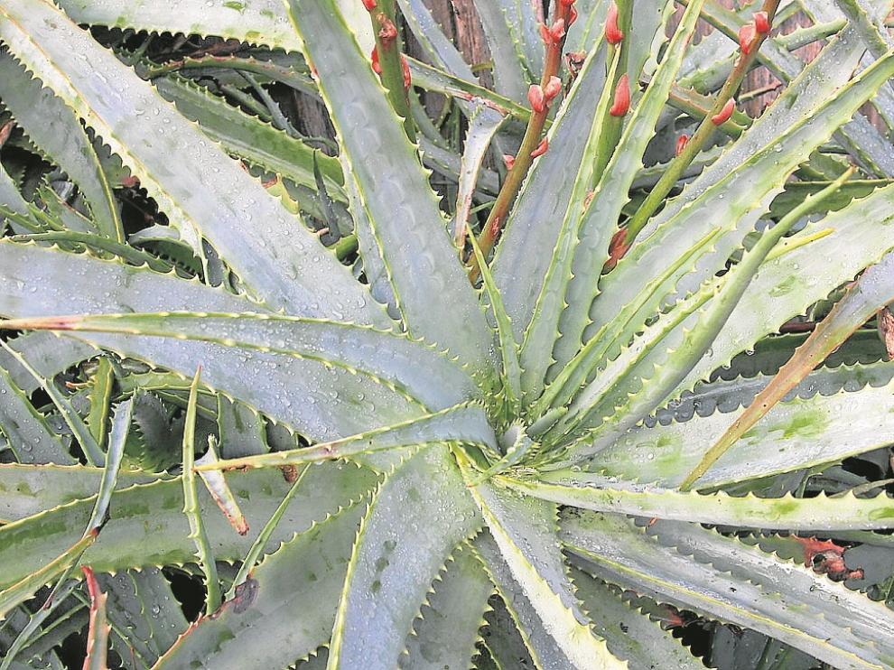 Forma parte de la farmacia popular, para asma, hemorroides, úlceras, dermatitis, glaucoma, anemia, ojo seco, hongos... Es antioxidante, ayuda al estómago y los intestinos (tiene poder laxante), mejora el cabello, ayuda en heridas y quemaduras.