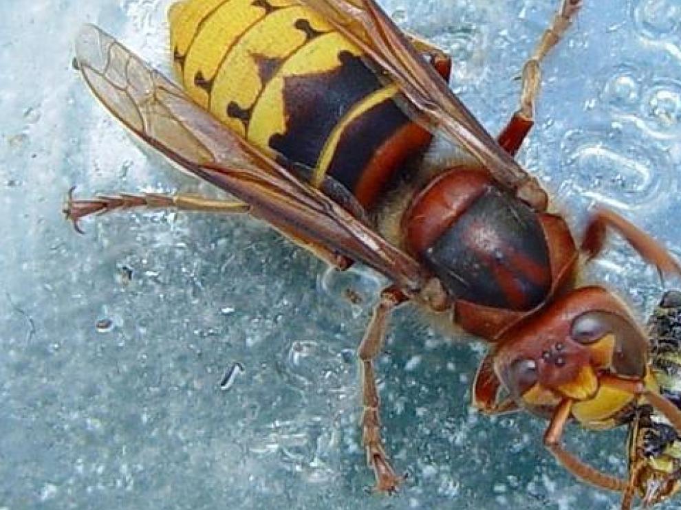Ejemplar de avispa asiática comiéndose a otro insecto