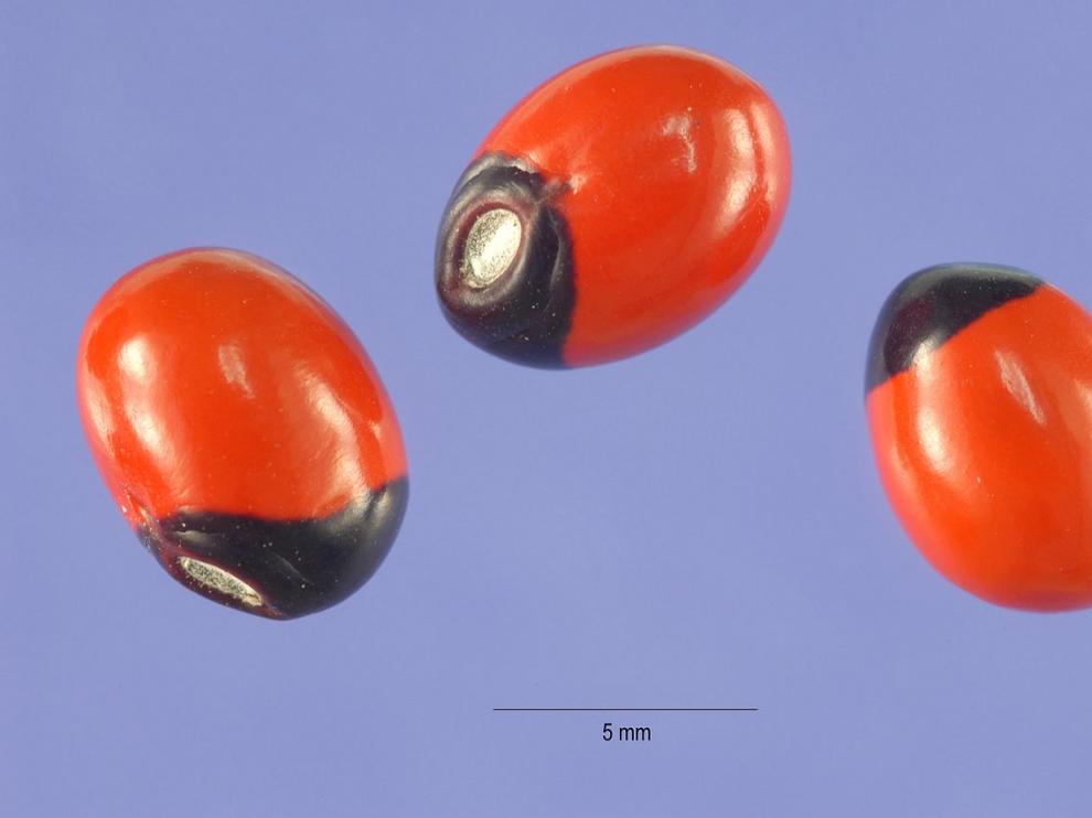 Semillas de "abrus prectatorius"
