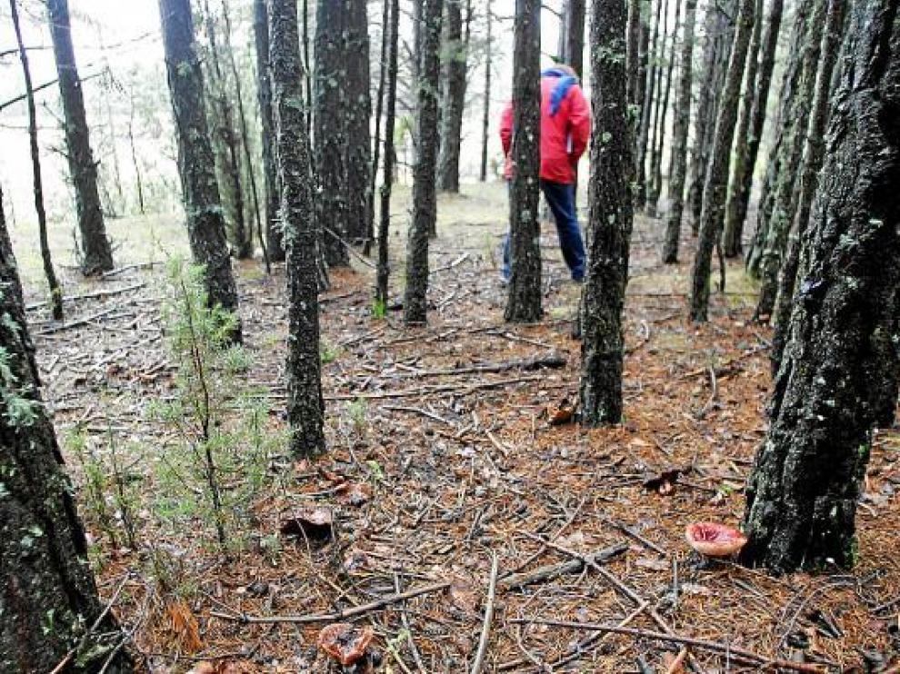 En los montes del Maestrazgo, como este de Mosqueruela, abunda la biomasa.