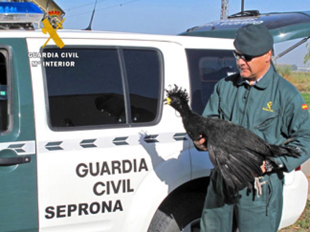 Desmantelado en Sariñena un zoo ilegal con especies exóticas
