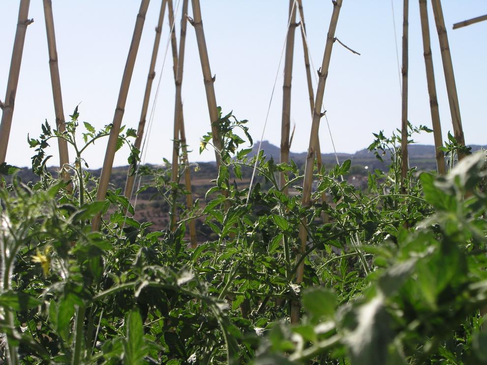 Tomateras en una huerta de Barbastro, con el monasterio del Pueyo al fondo.