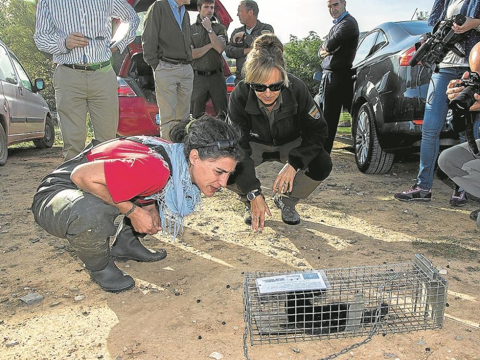 Los técnicos observaban el ejemplar de visón capturado en una de las jaulas trampa del Jalón.
