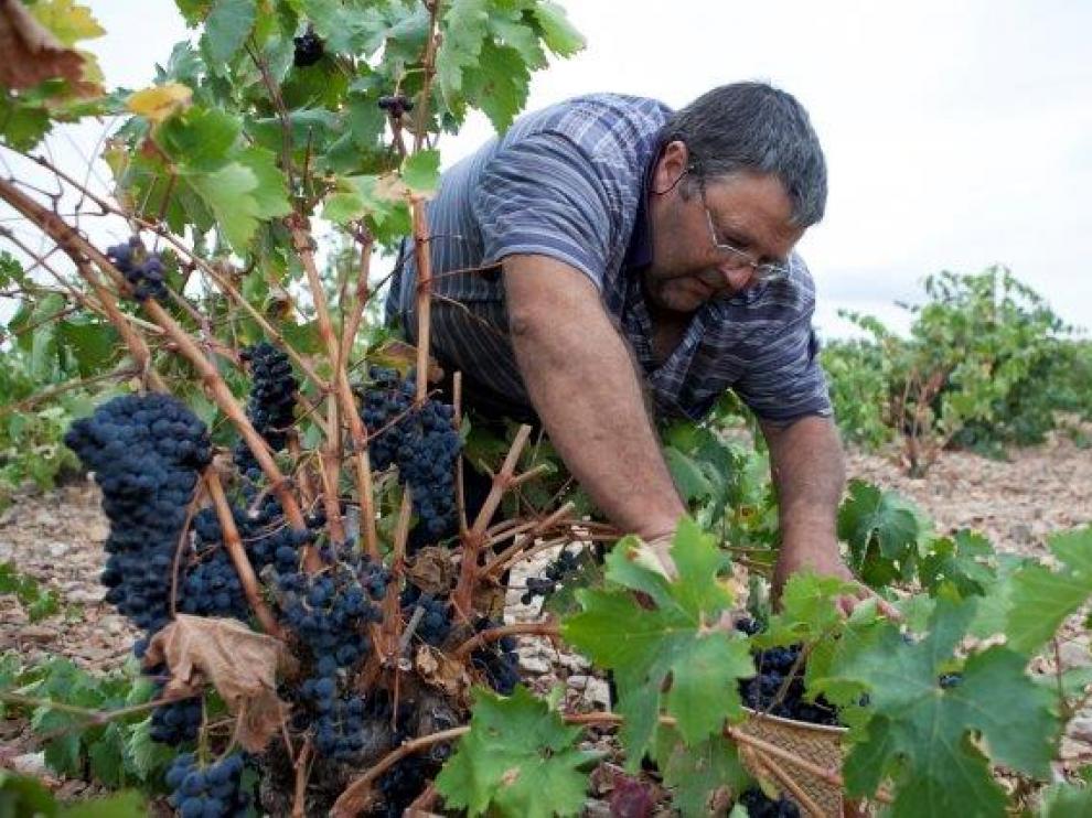Fiesta de la Vendimia en Cariñena