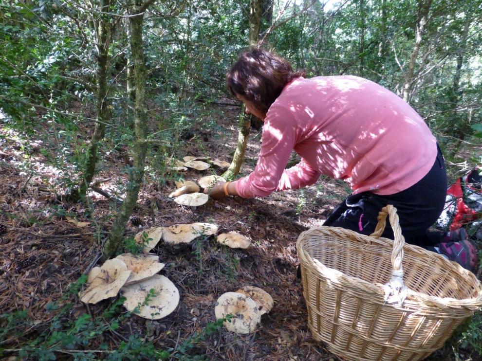 Recogida de setas en la provincia oscense